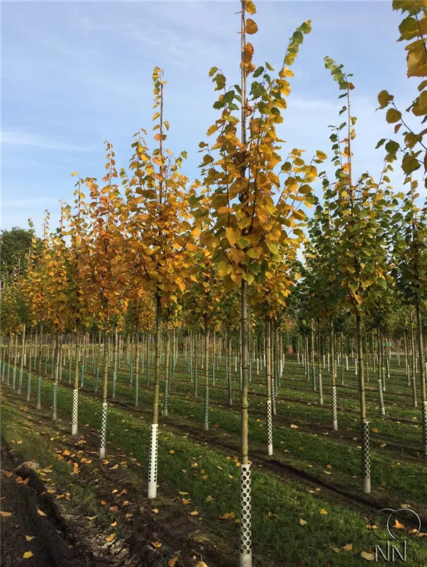 Tilia cordata 'Rancho'