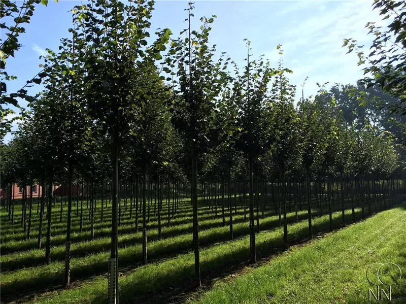 Tilia cordata 'Greenspire'