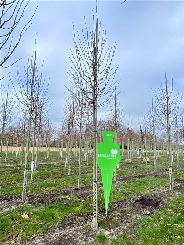 Tilia cordata 'Greenspire'