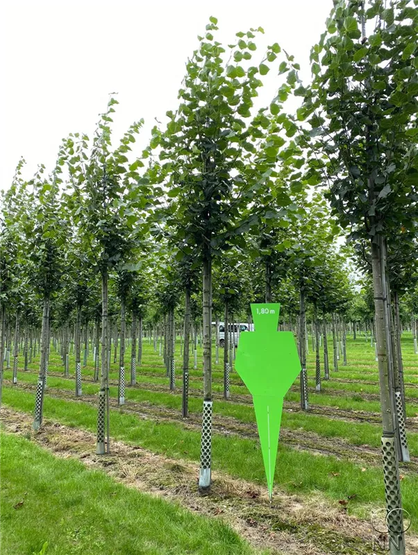 Tilia cordata