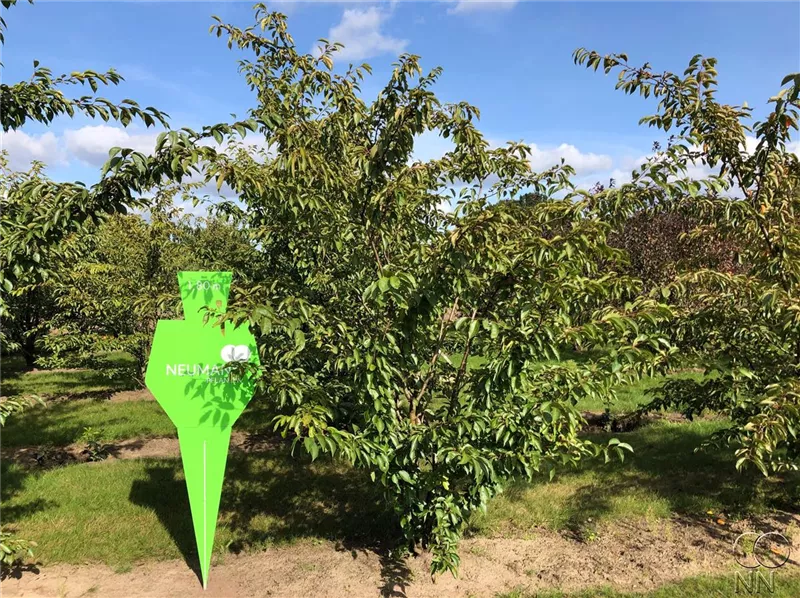 Prunus yedoensis