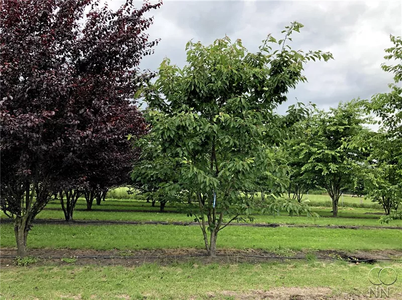 Prunus serrulata 'Kanzan'