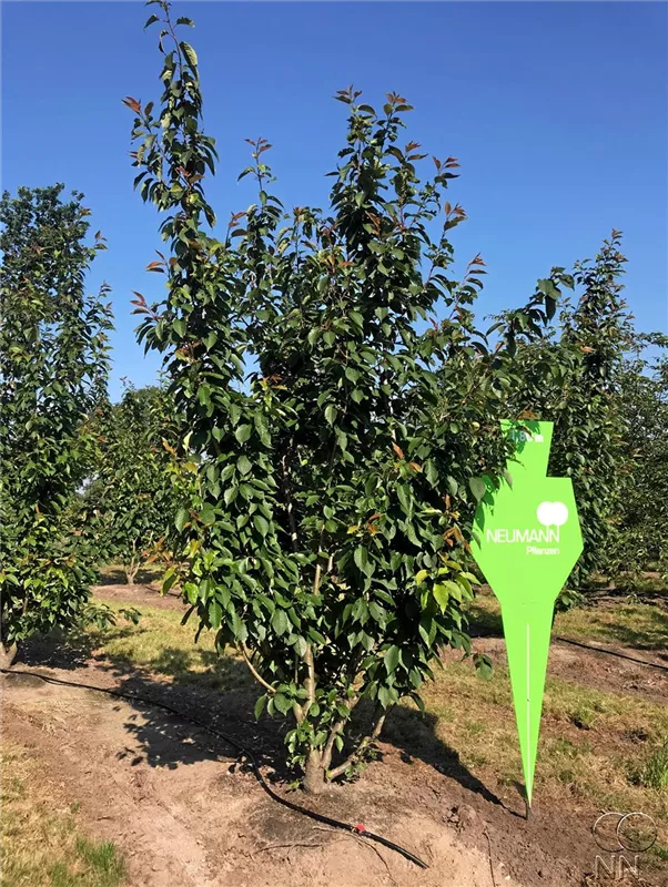 Prunus serrulata 'Kanzan'