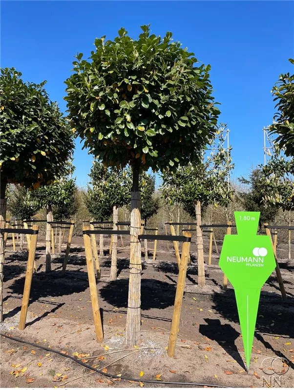 Prunus lauroc.'Etna' -R-
