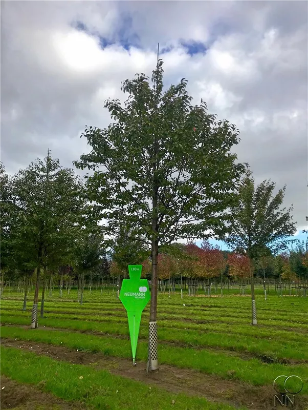 Prunus avium 'Plena'
