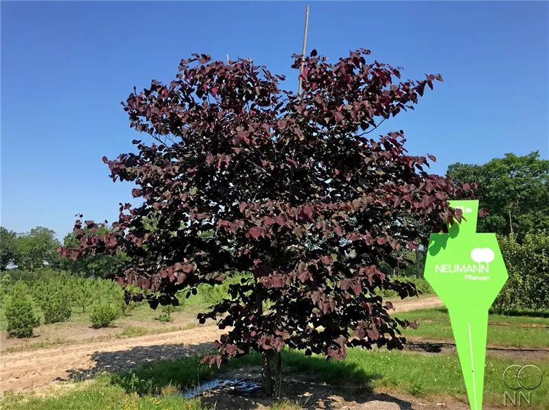 Cercis canadensis 'Forest Pansy'