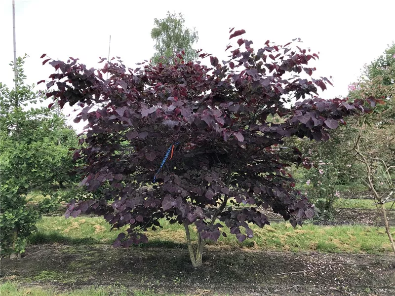 Cercis canadensis 'Forest Pansy'