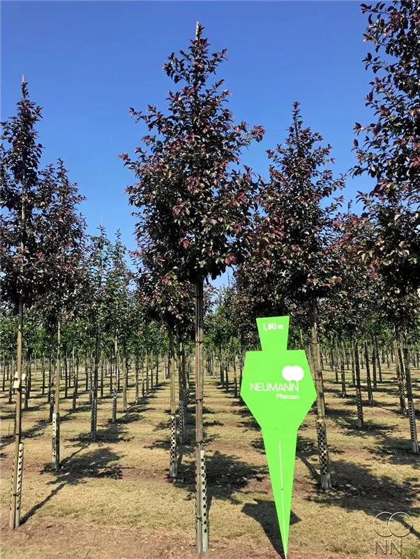 Malus 'Scarlet'