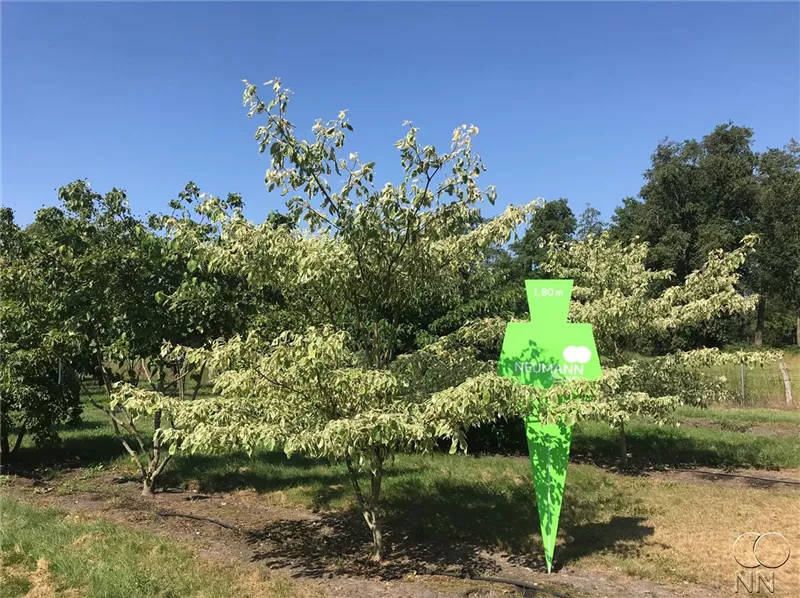 Cornus controversa 'Variegata'