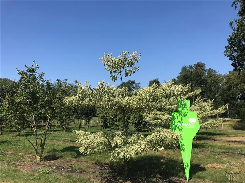 Cornus controversa 'Variegata'