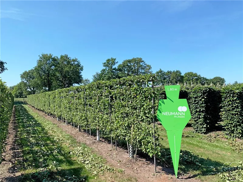 Malus 'Evereste' -R-