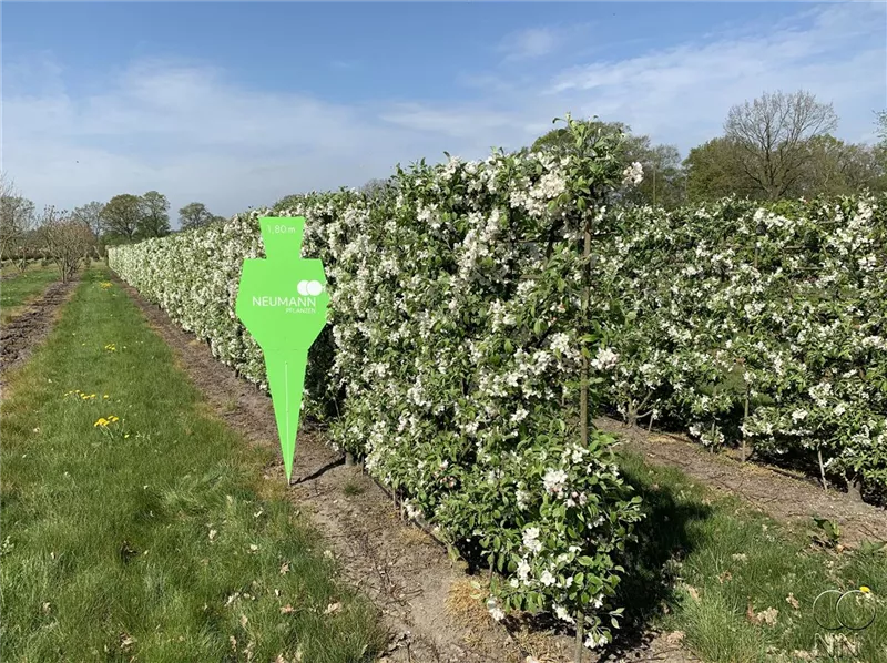 Malus 'Evereste' -R-
