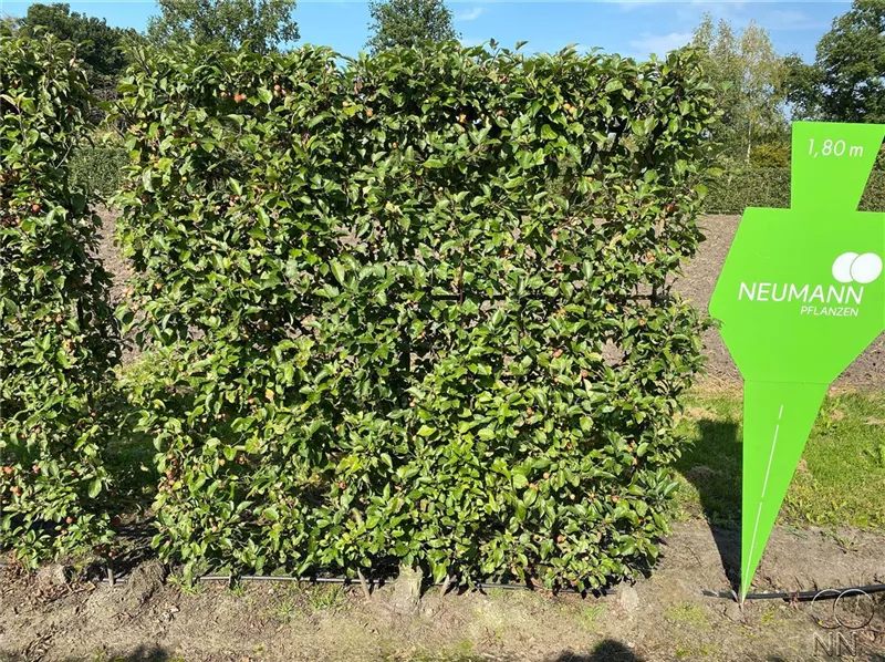 Malus 'Evereste' -R-