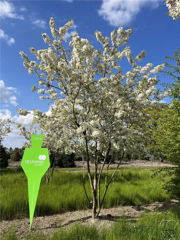 Malus 'Evereste' -R-