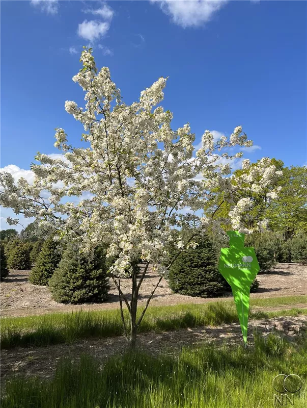 Malus 'Evereste' -R-