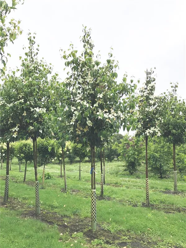 Cornus kousa chinensis 'Weiße Fontaine'