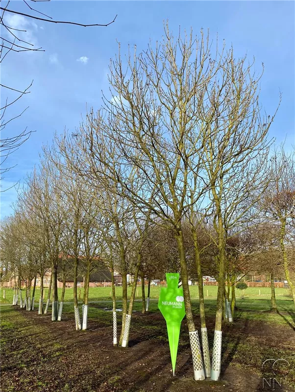Fraxinus ornus