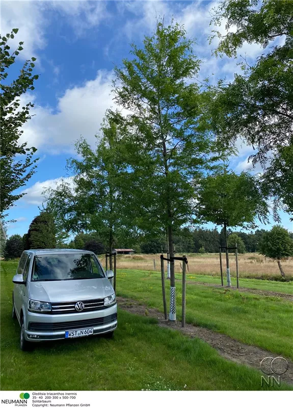 Gleditsia triacanthos inermis