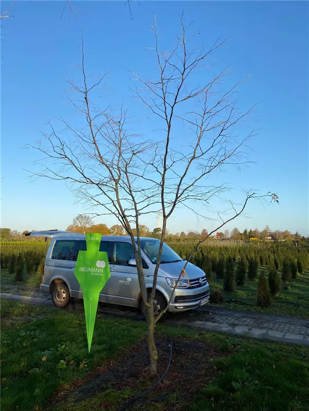 Gleditsia triacanthos 'Sunburst'