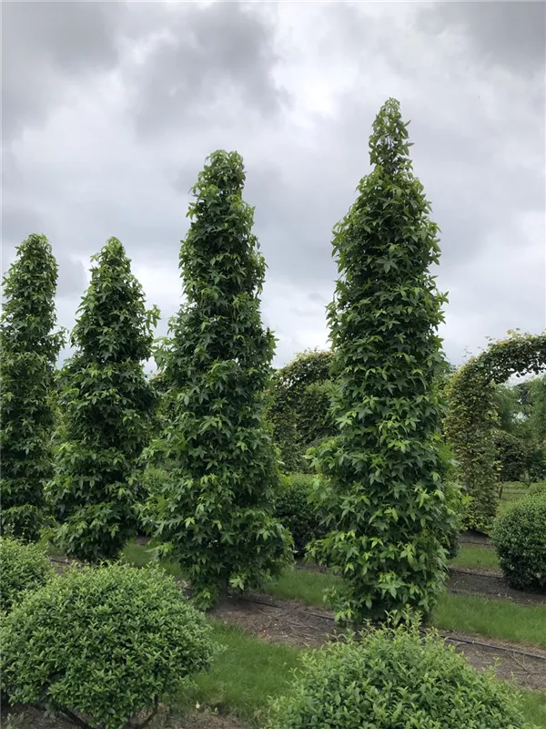 Liquidambar styracifl.'Slender Silhouette'