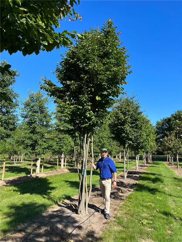 Parrotia persica