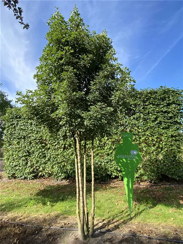 Acer monspessulanum