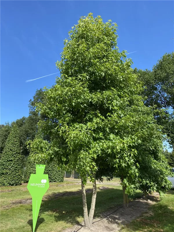 Liquidambar styraciflua