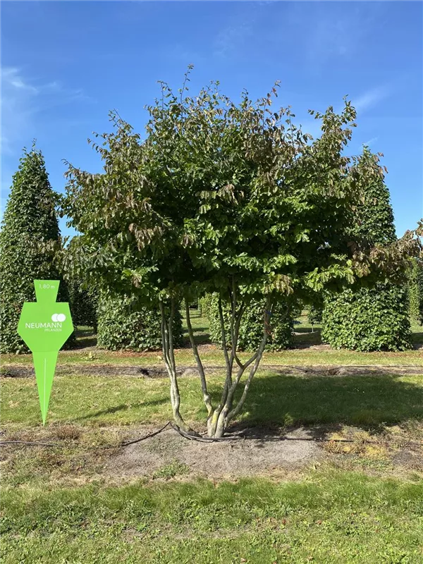 Parrotia persica