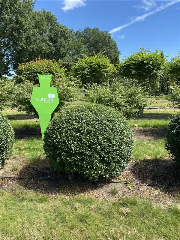 Osmanthus burkwoodii