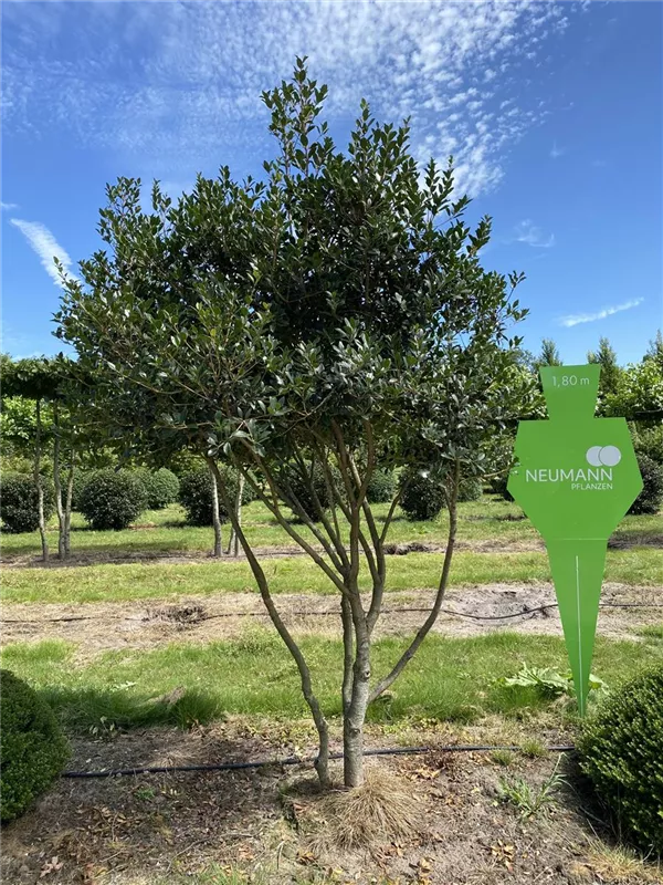 Osmanthus heterophyllus