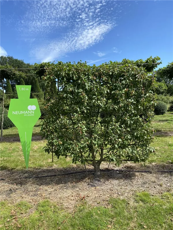 Malus 'Evereste' -R-