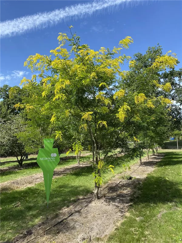 Gleditsia triacanthos 'Sunburst'