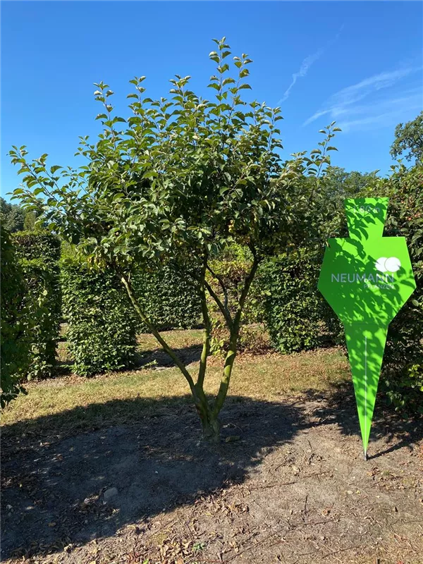 Malus 'Evereste' -R-