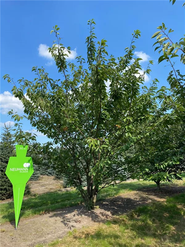 Prunus serrulata 'Kanzan'