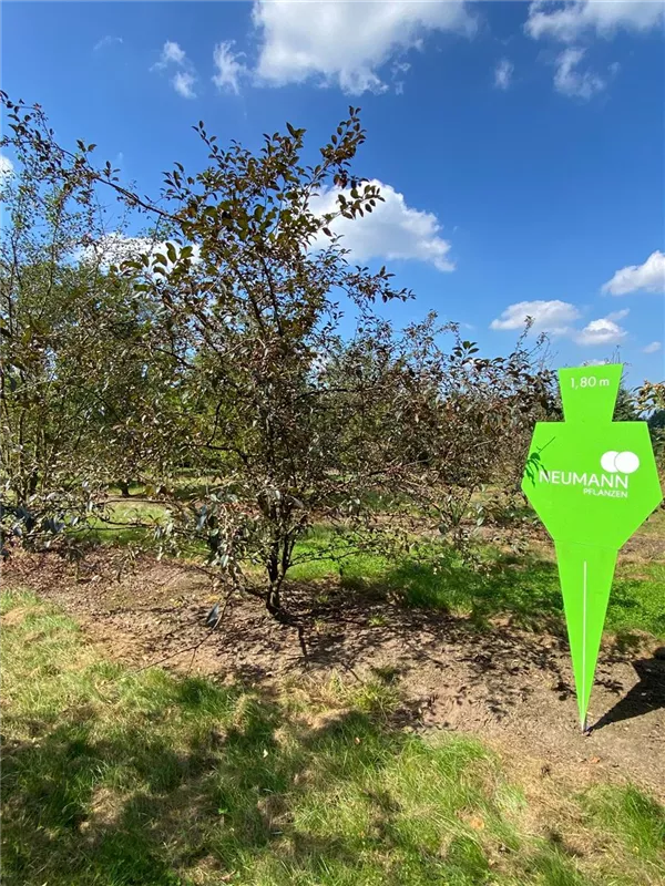 Malus 'Coccinella' -R-