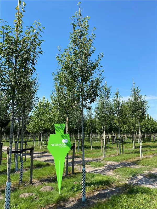 Amelanchier arborea 'Robin Hill'
