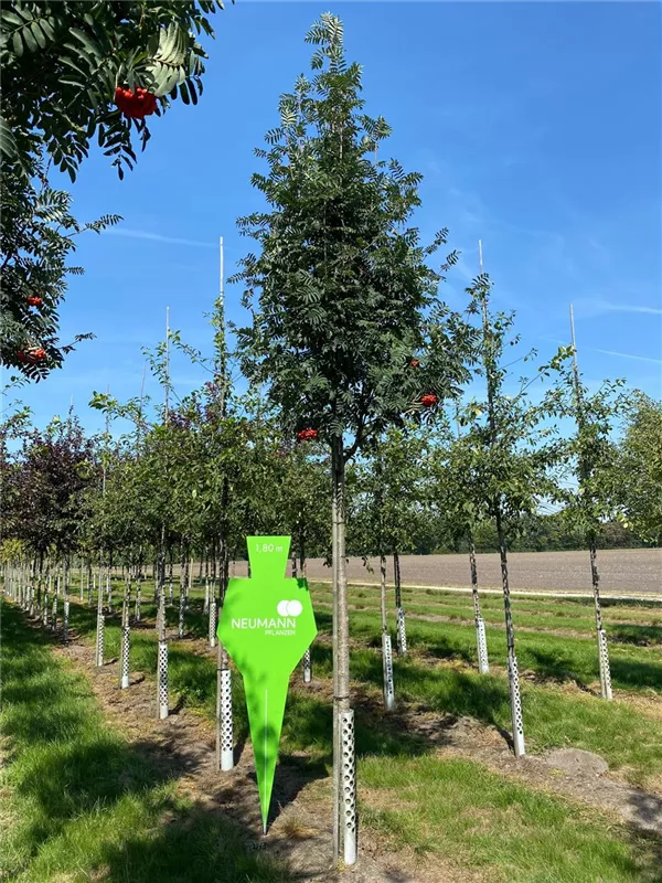 Sorbus aucuparia 'Sheerwater Seedling'