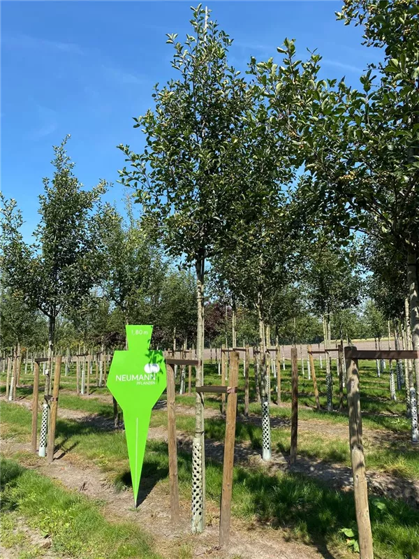 Crataegus prunifolia 'Splendens'