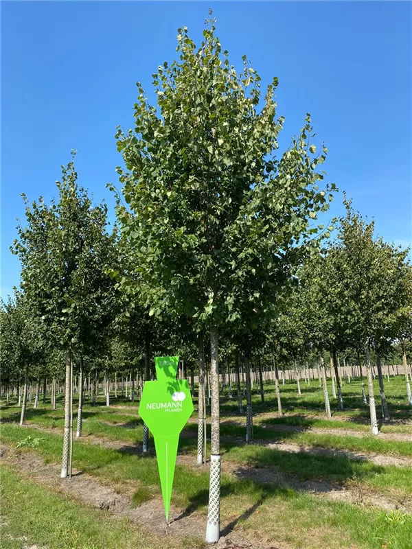 Tilia cordata 'Greenspire'