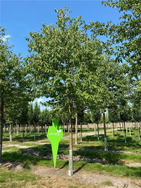 Prunus dom.'Hauszwetsche' CAC
