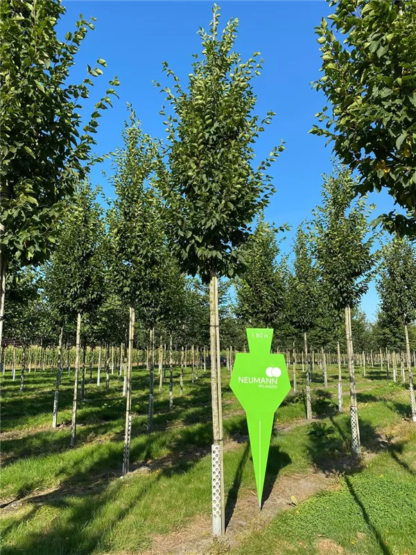 Carpinus betulus 'Frans Fontaine'
