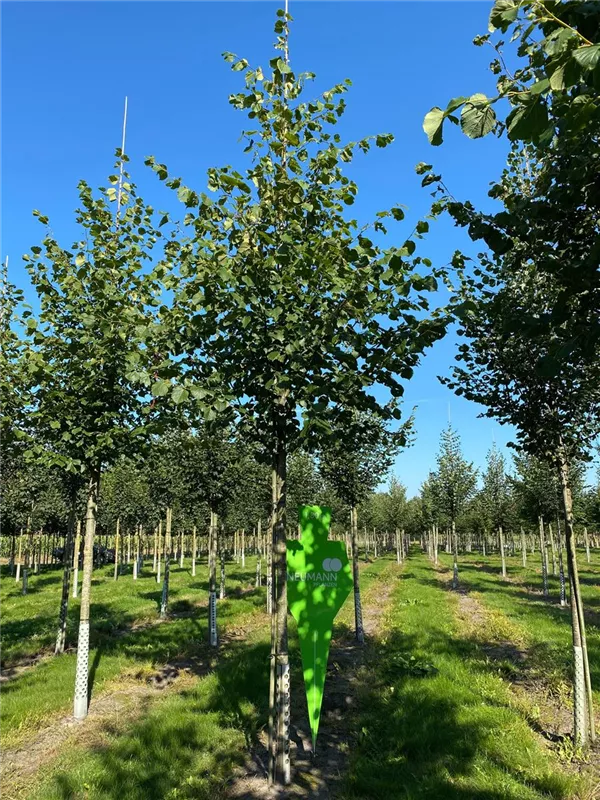 Tilia europaea 'Pallida'
