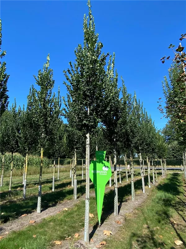 Ulmus 'Columella' -S-