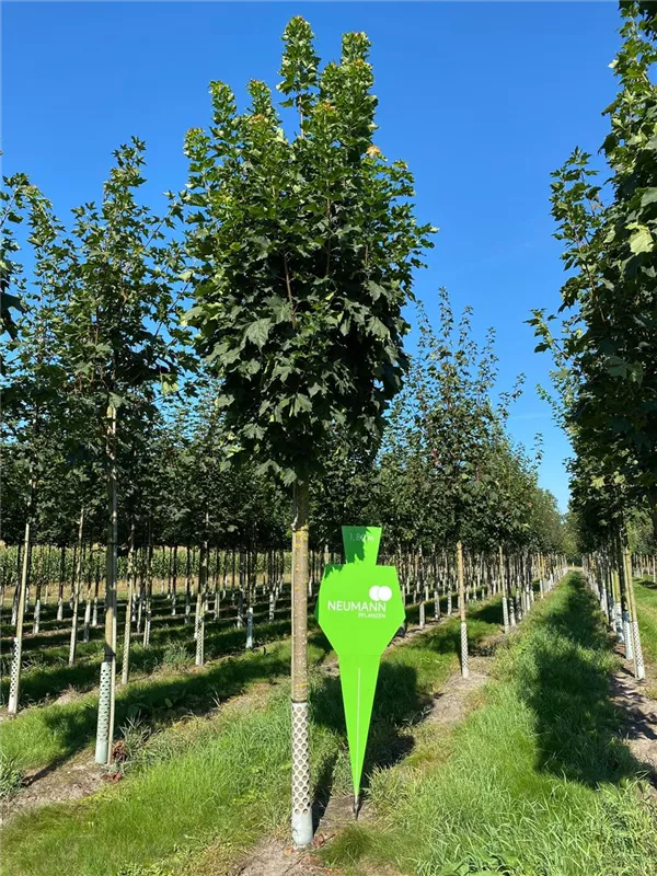 Acer platanoides