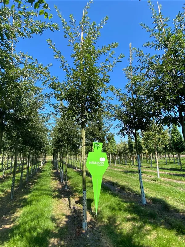 Quercus cerris