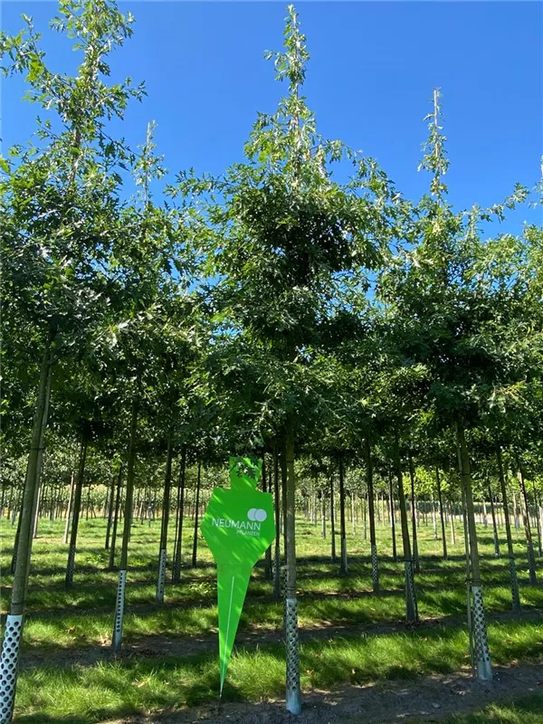 Quercus palustris
