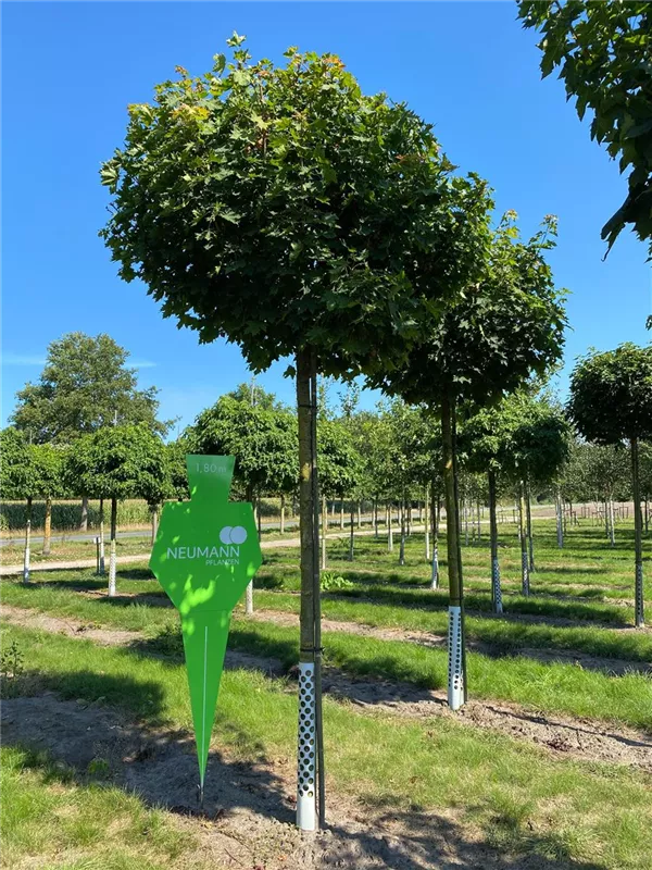 Acer platanoides 'Globosum'