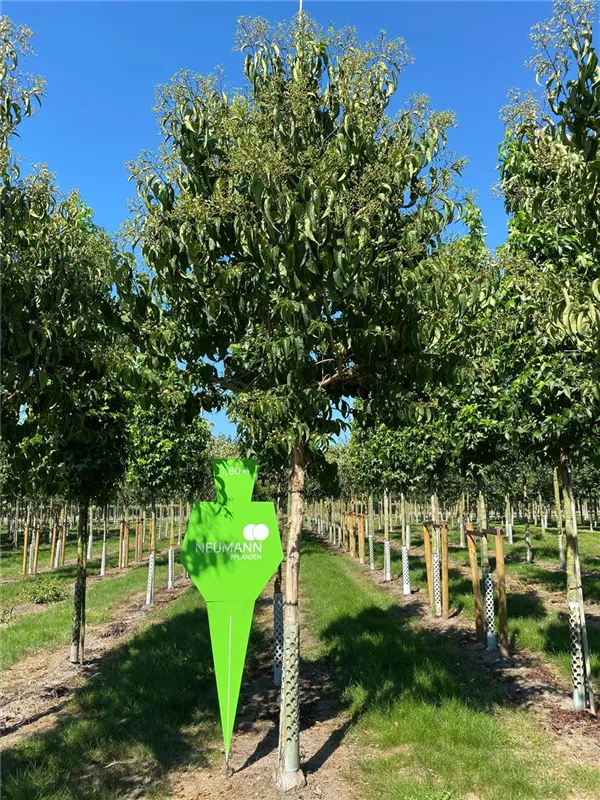 Heptacodium miconioides