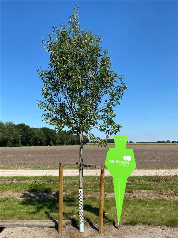 Malus 'James Grieve' CAC