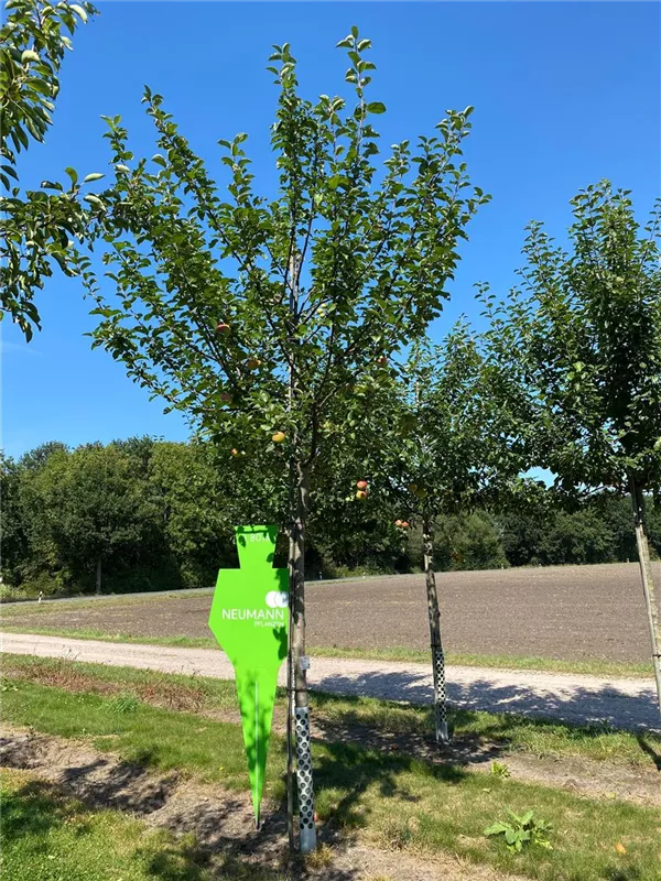 Malus 'Kaiser Wilhelm' CAC